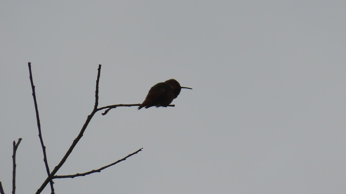 Rufous/Allen's Hummingbird - ML618286469