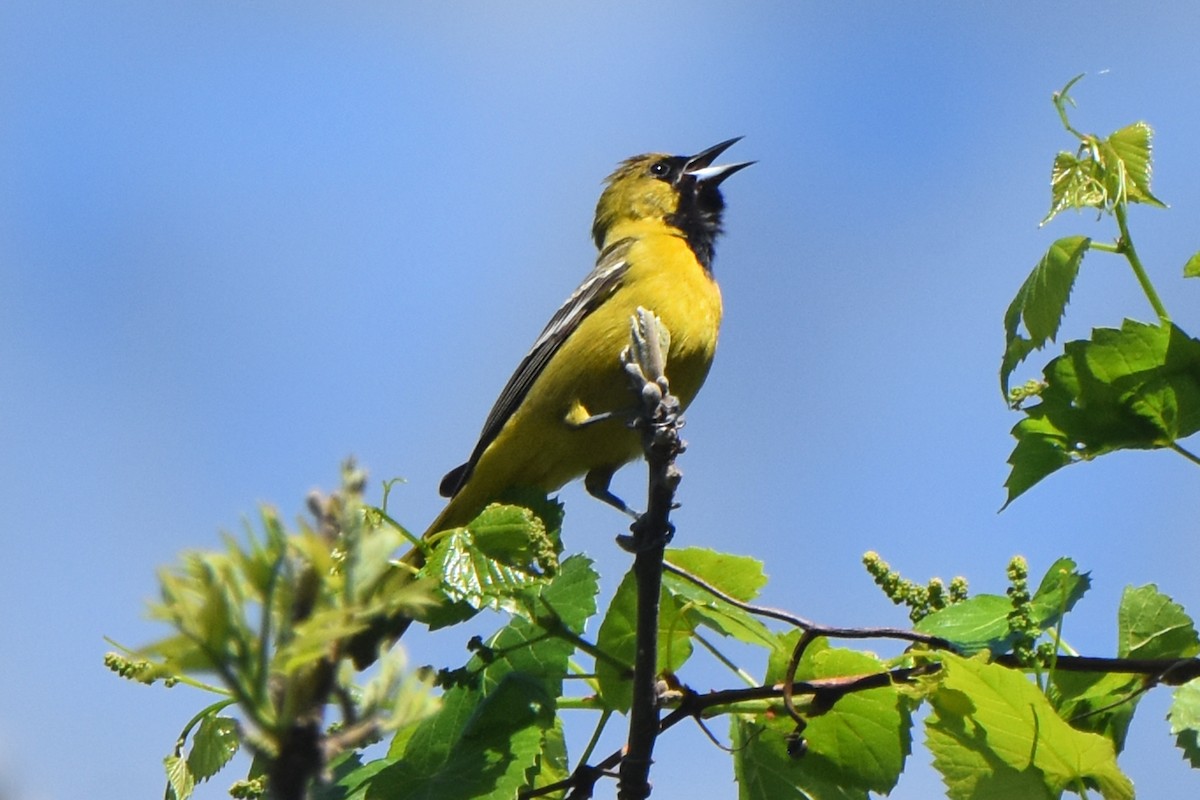 Orchard Oriole - ML618286482