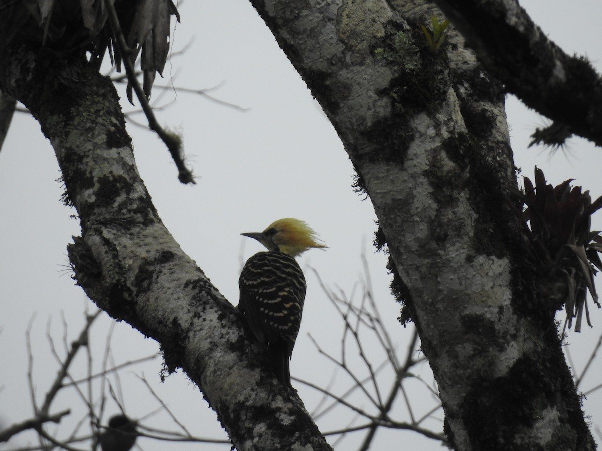 Blond-crested Woodpecker - ML618286489
