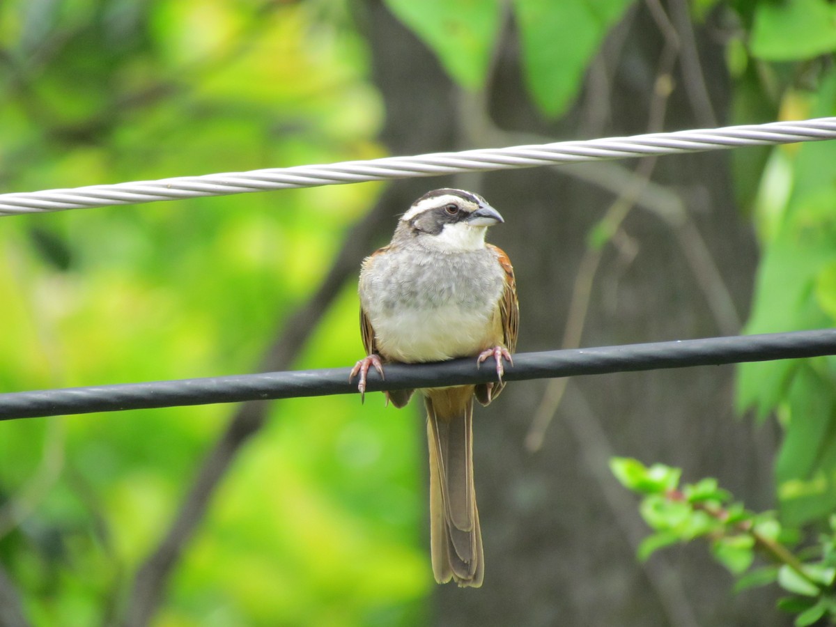 Stripe-headed Sparrow - Aura Vaquero