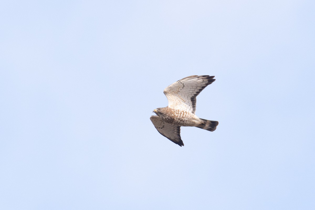Broad-winged Hawk - Peter Mundale