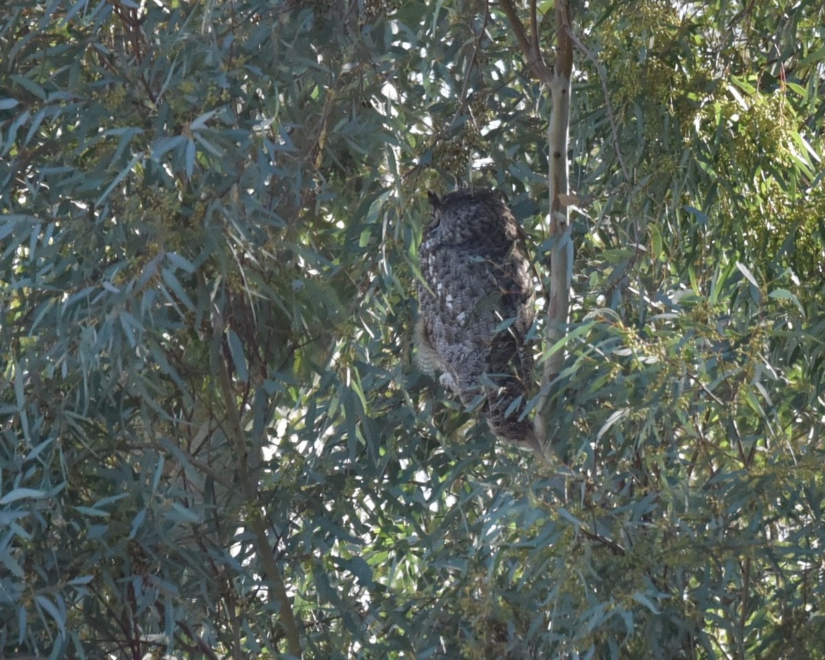 Great Horned Owl - ML618286542