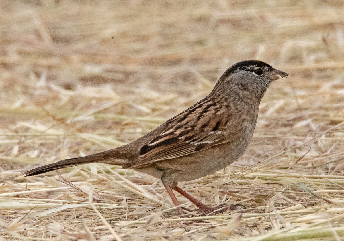 Golden-crowned Sparrow - ML618286546