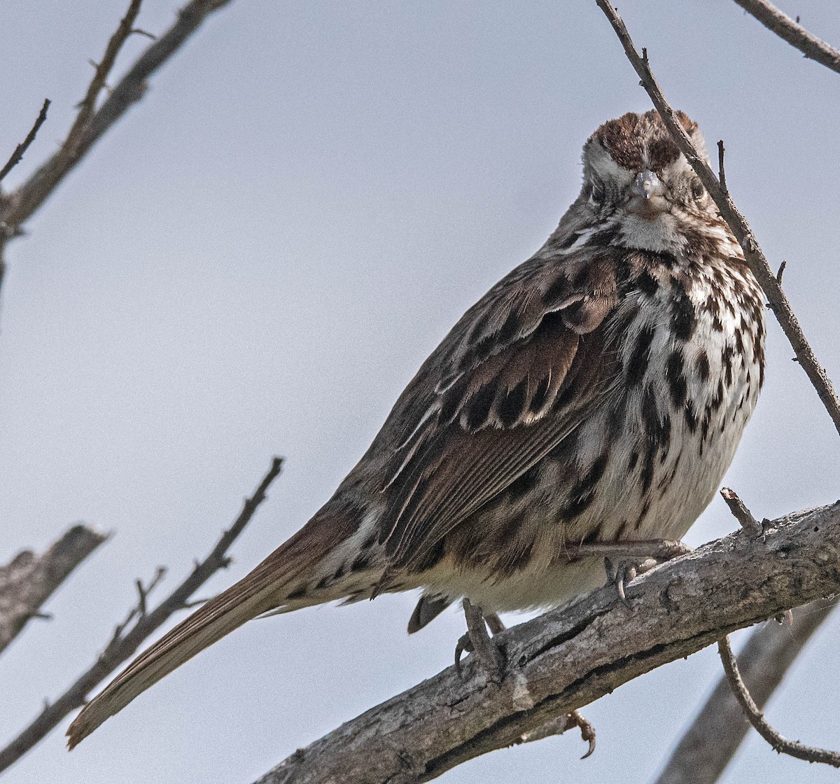 Song Sparrow - Margaret & Fred Parkes