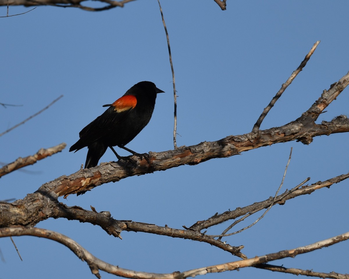 Red-winged Blackbird - ML618286570