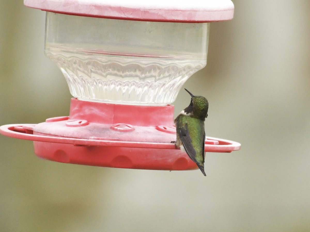 Ruby-throated Hummingbird - ML618286608