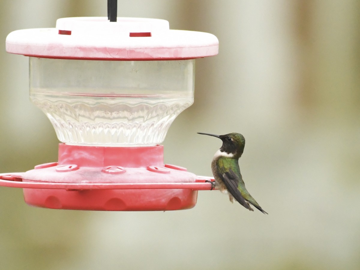 Ruby-throated Hummingbird - ML618286609