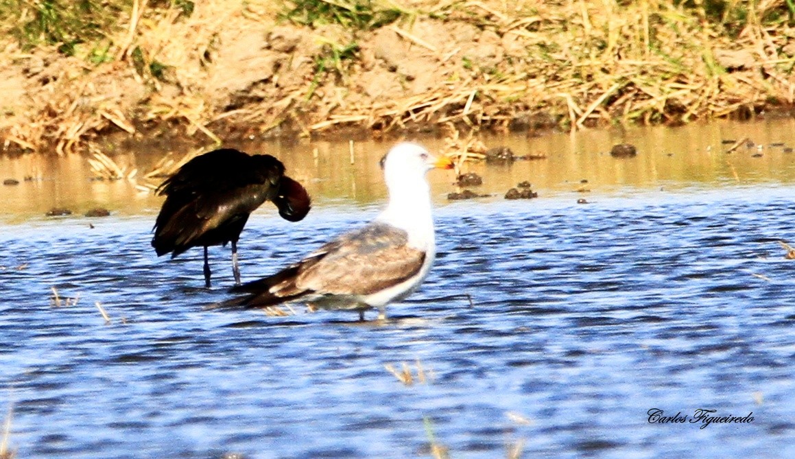 Lesser Black-backed Gull - Carlos Figueiredo