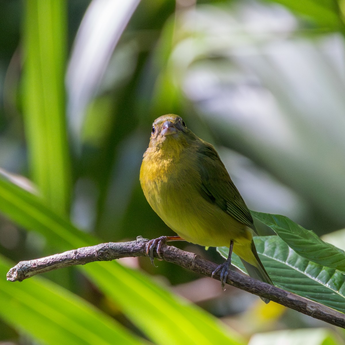 Painted Bunting - Peter Galvin