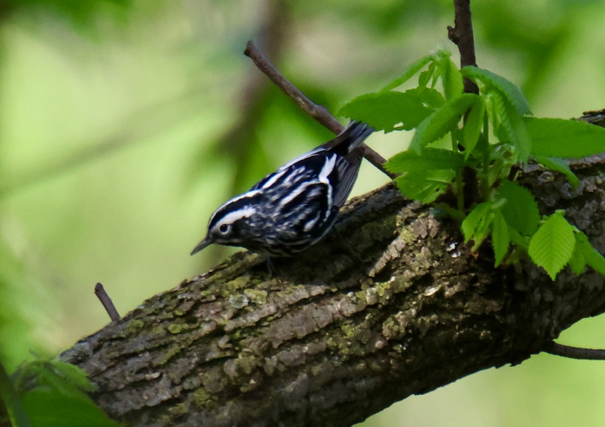 Black-and-white Warbler - ML618286633