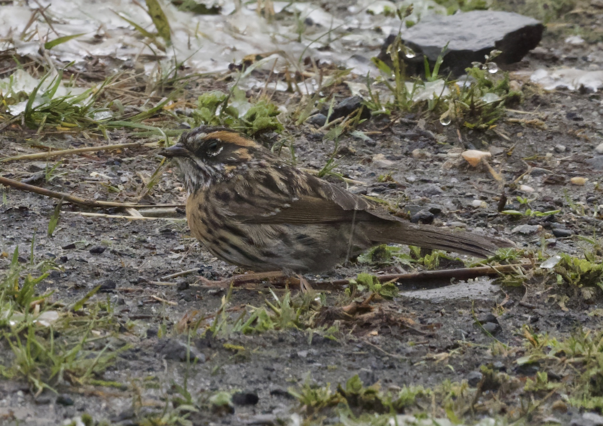 Rufous-breasted Accentor - ML618286637
