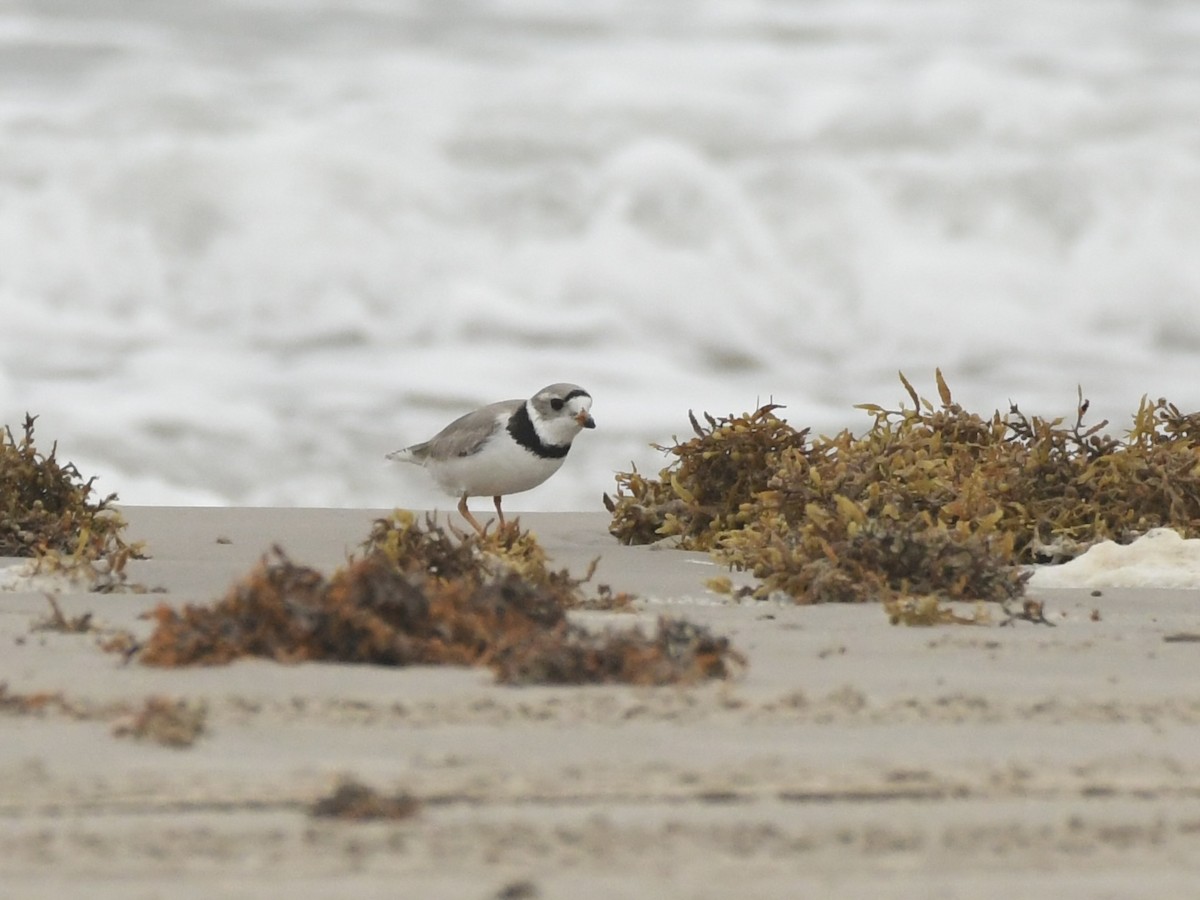 Piping Plover - ML618286640