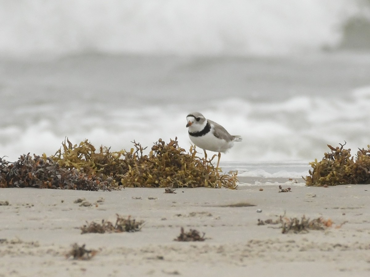 Piping Plover - ML618286641