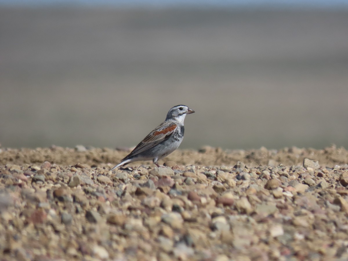 Thick-billed Longspur - ML618286645