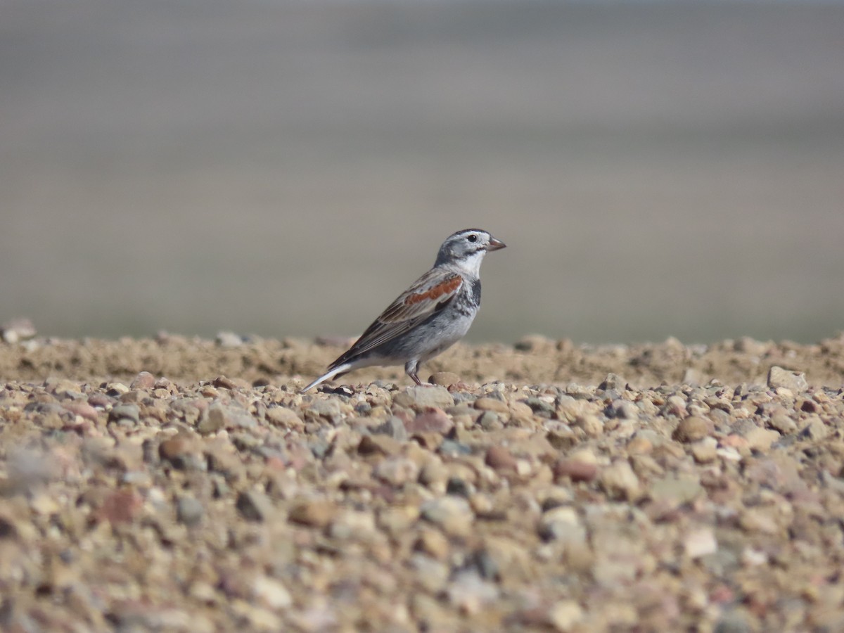 Thick-billed Longspur - ML618286654