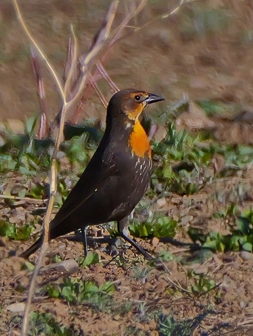 Yellow-headed Blackbird - ML618286697