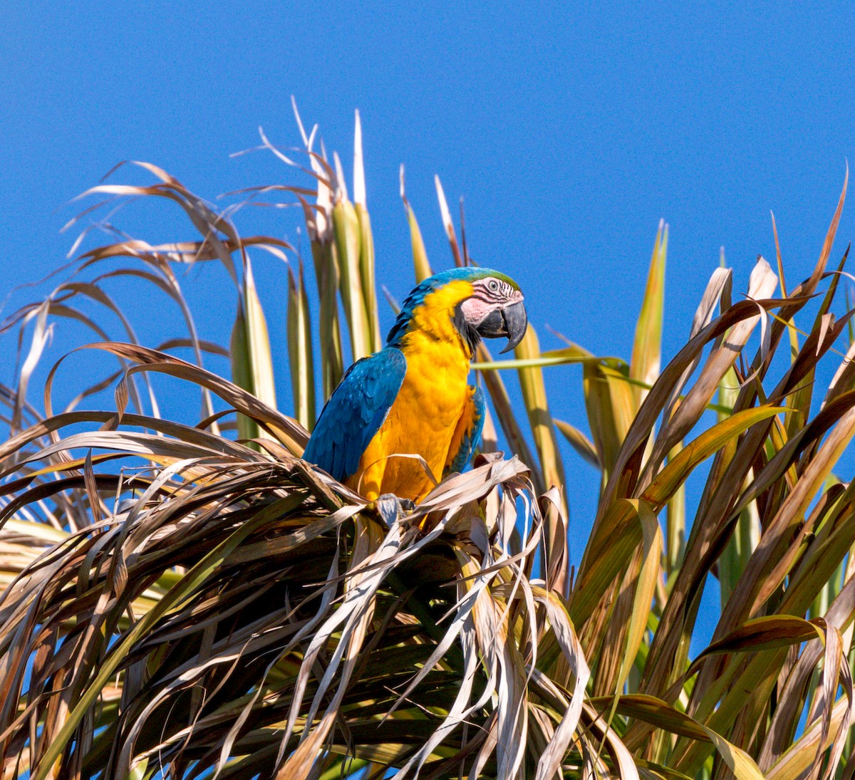 Blue-and-yellow Macaw - ML618286740