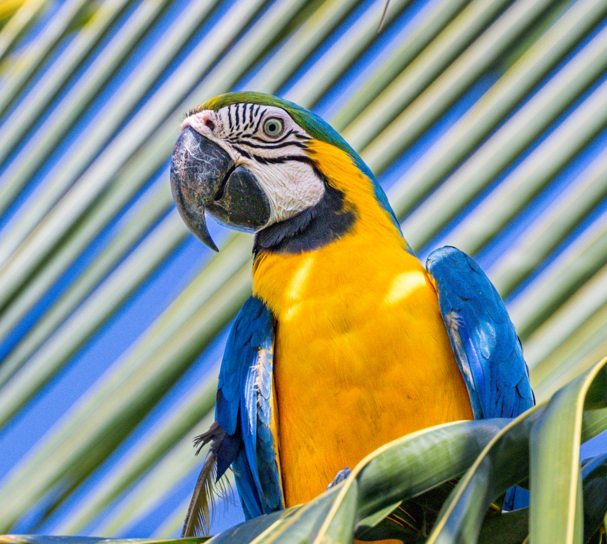 Blue-and-yellow Macaw - ML618286742