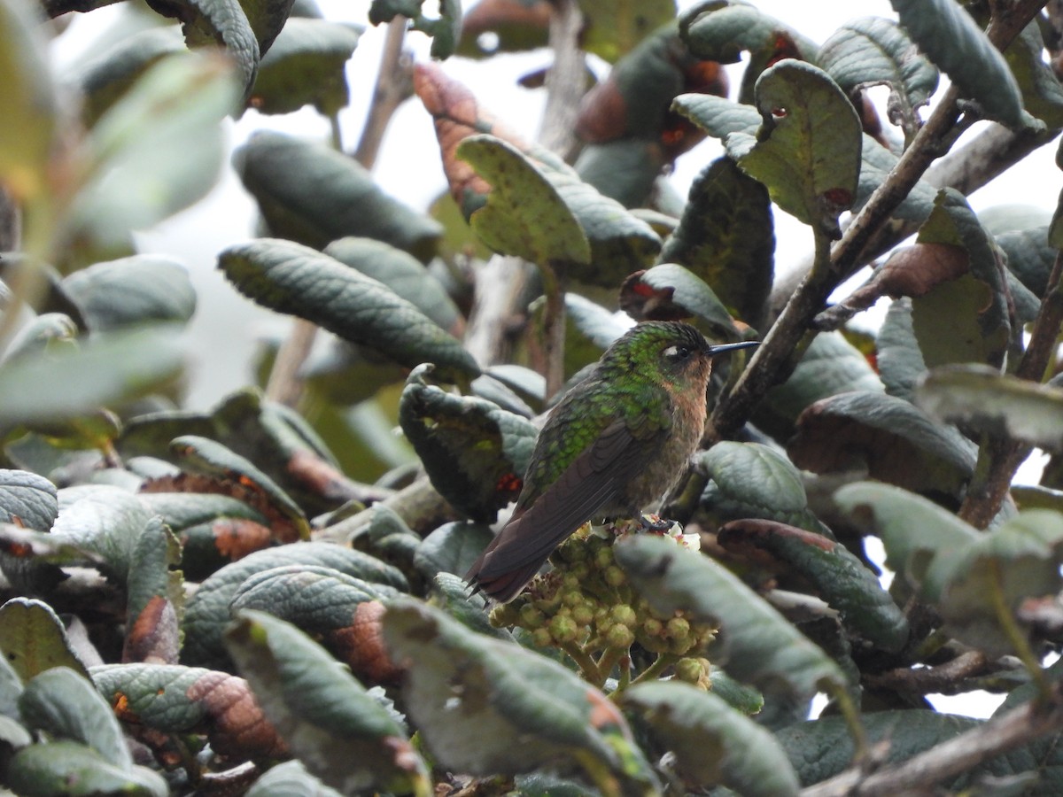 kolibřík dřišťálový - ML618286747