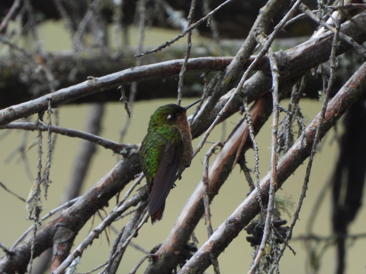kolibřík dřišťálový - ML618286749