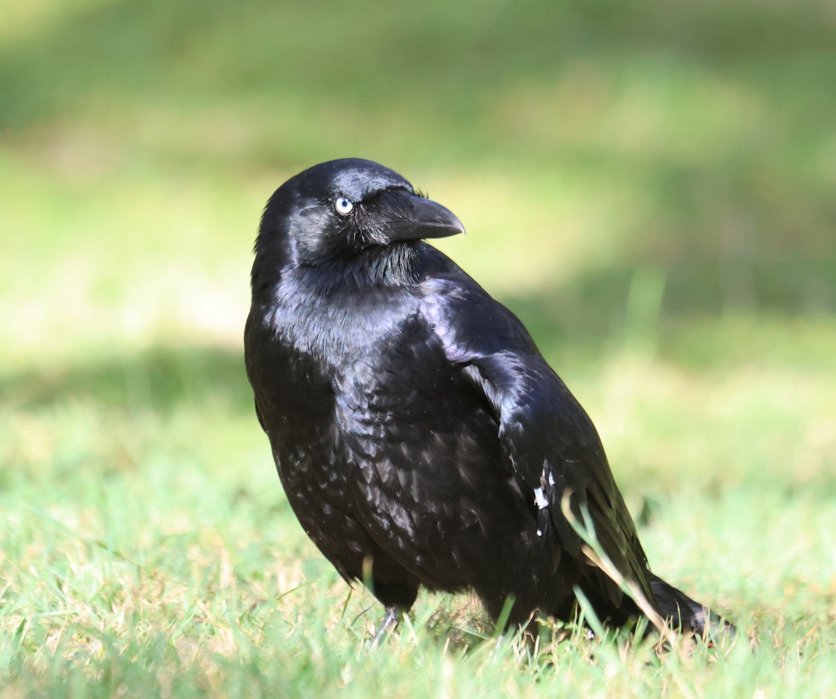 Torresian Crow - Leith Woodall
