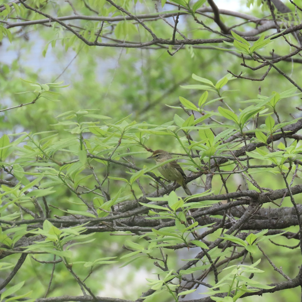 Paruline à couronne rousse (palmarum) - ML618286790