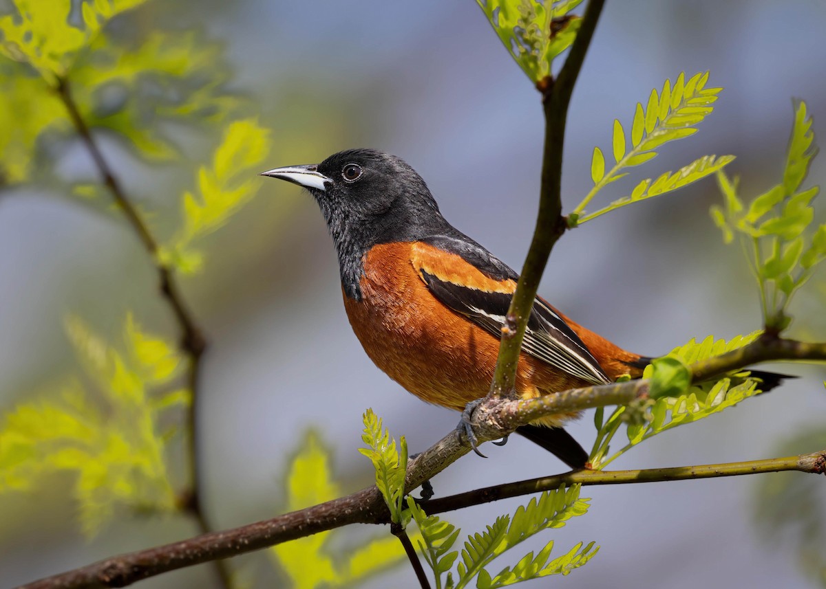 Orchard Oriole - ML618286809