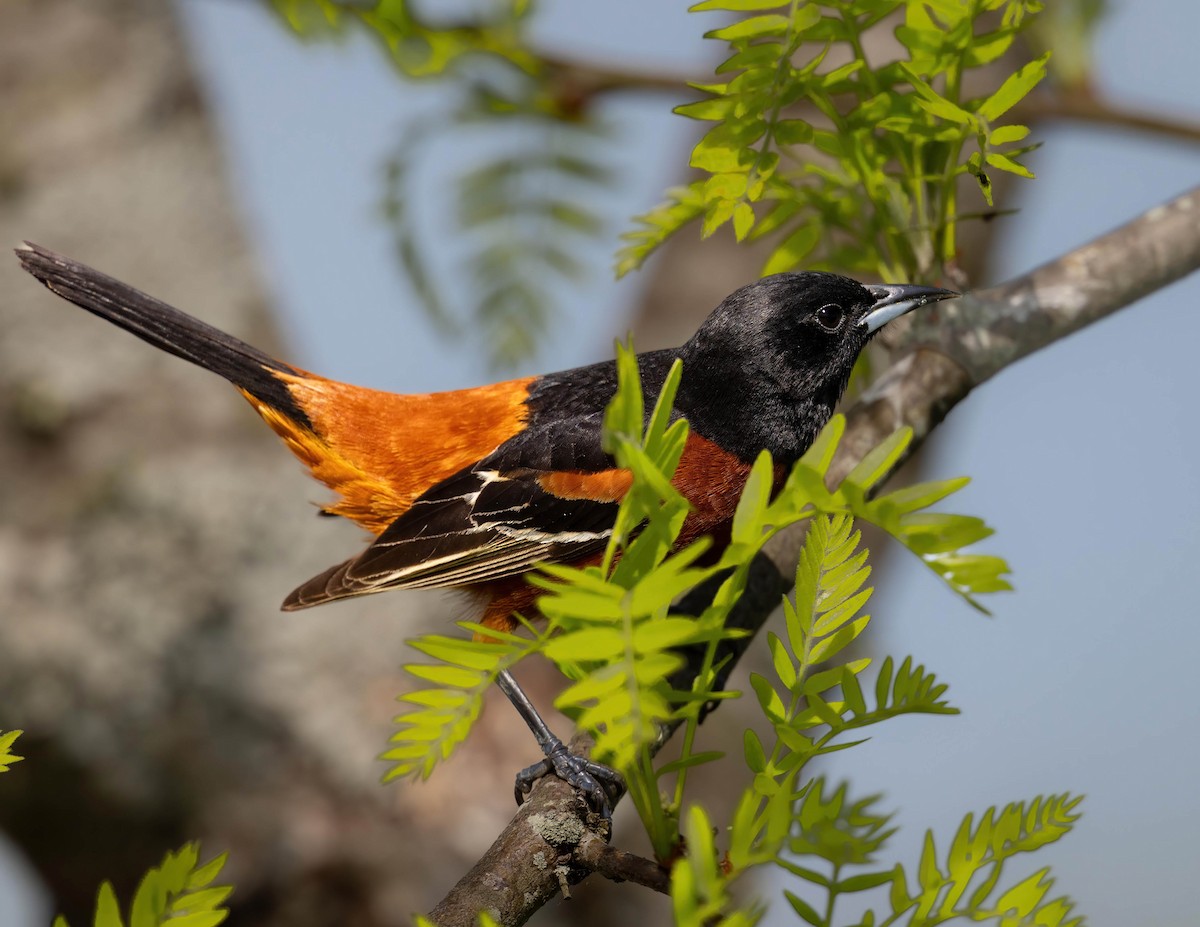 Orchard Oriole - ML618286816