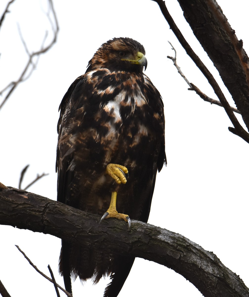 White-tailed Hawk - Victor Leber