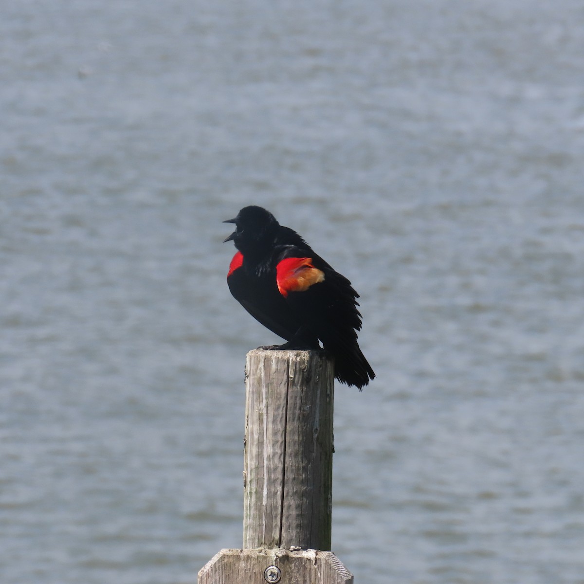 Red-winged Blackbird - ML618286836