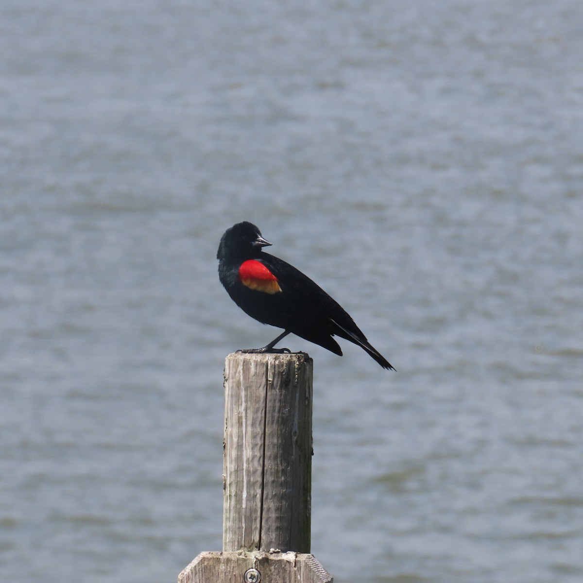 Red-winged Blackbird - Richard Fleming