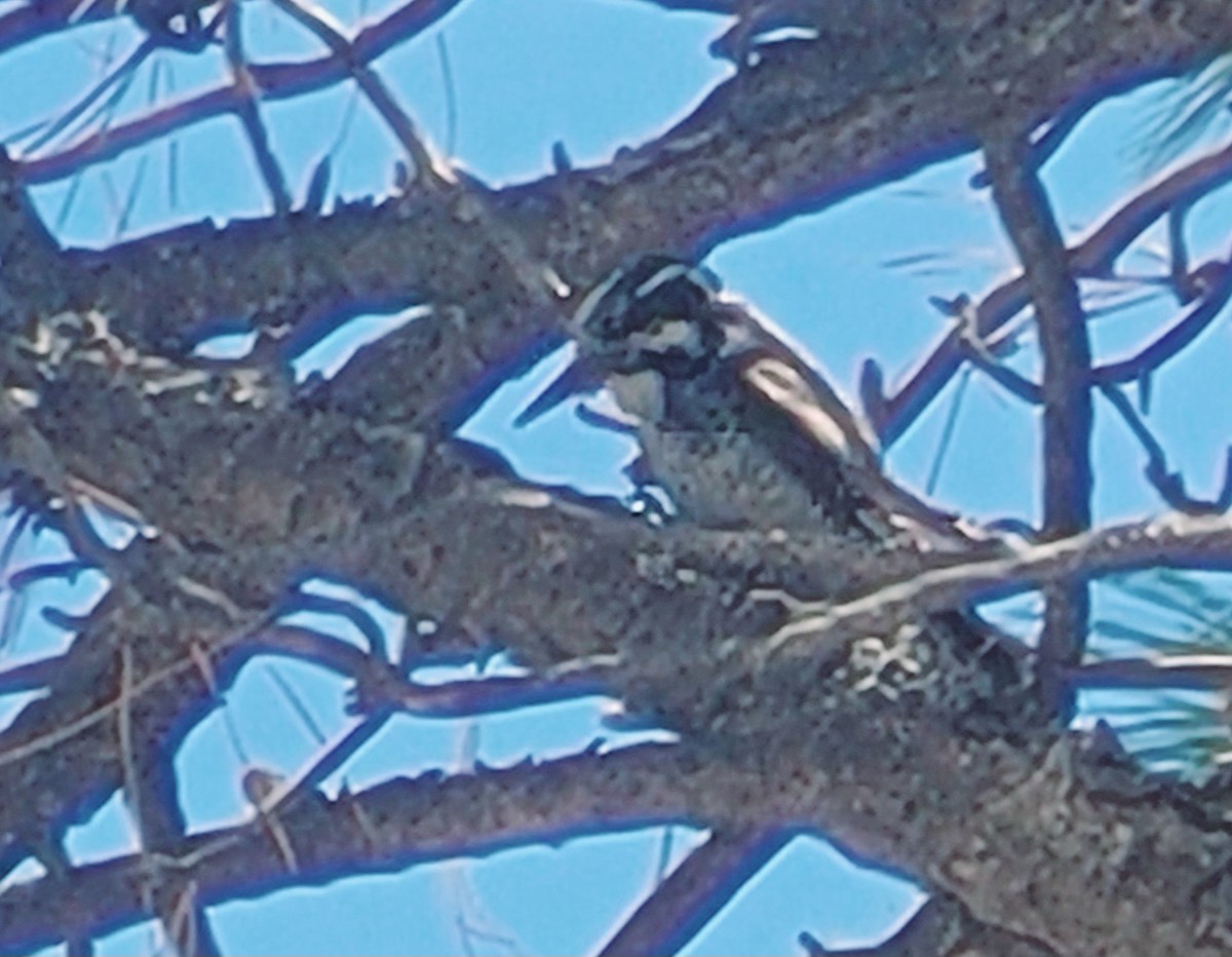 American Three-toed Woodpecker - ML618286848