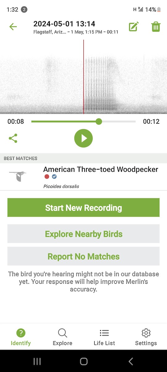 American Three-toed Woodpecker - ML618286863