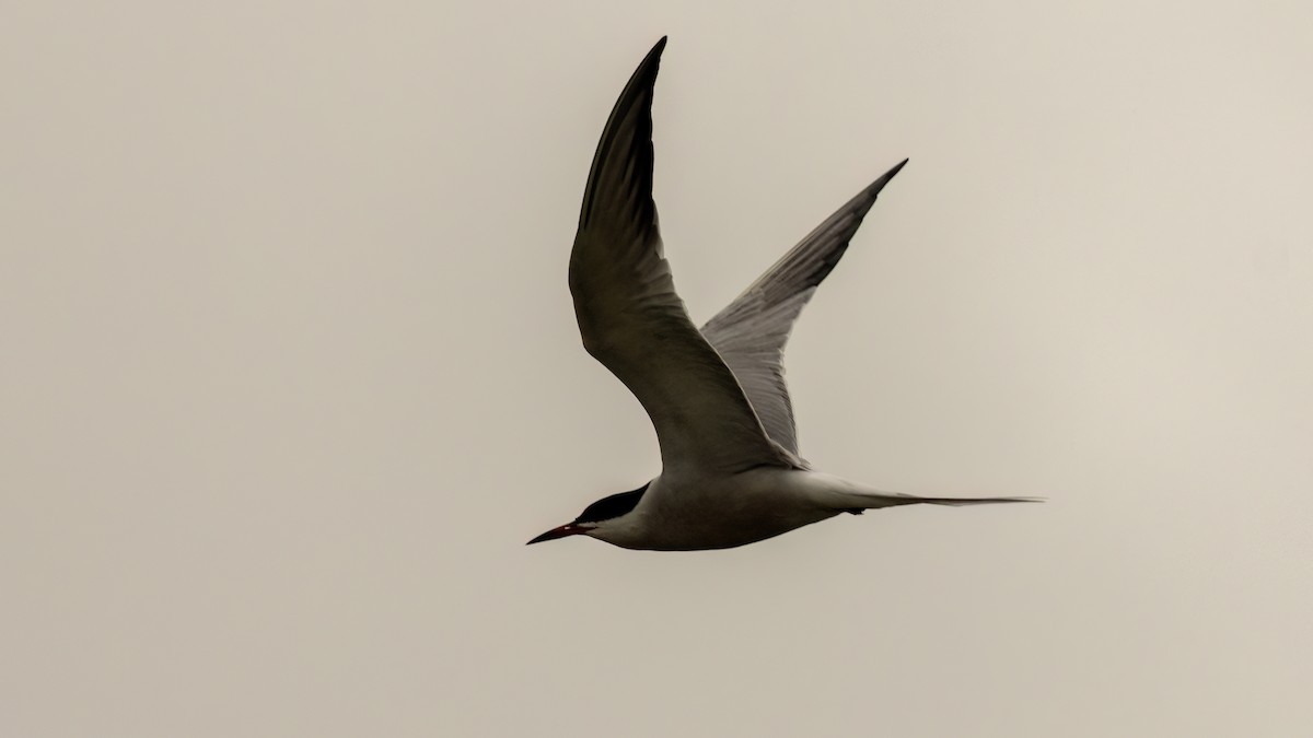 Common Tern - Korhan Urgup
