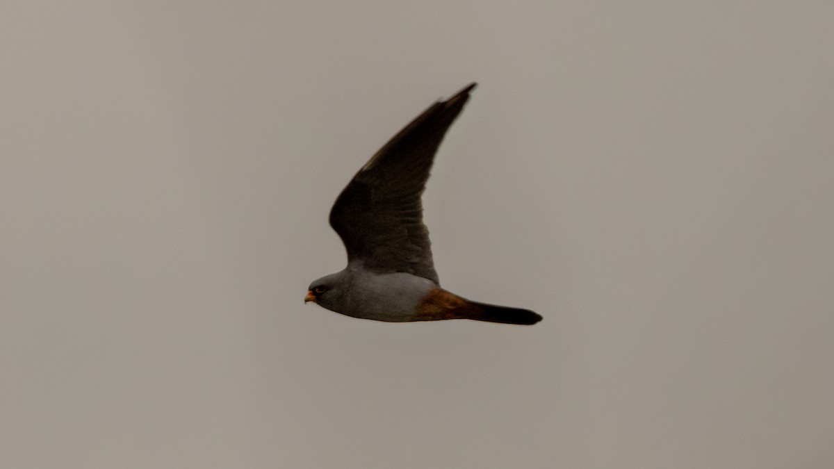 Red-footed Falcon - ML618286906