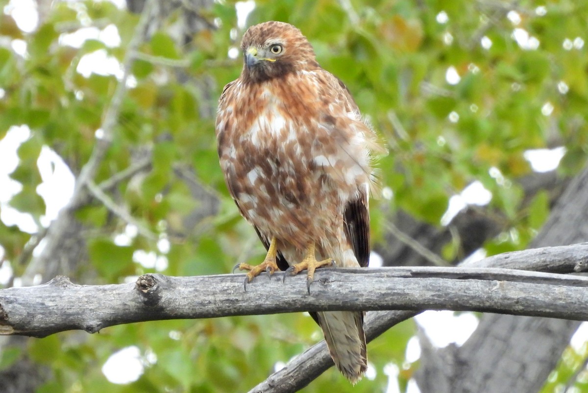 Red-tailed Hawk - ML618286933