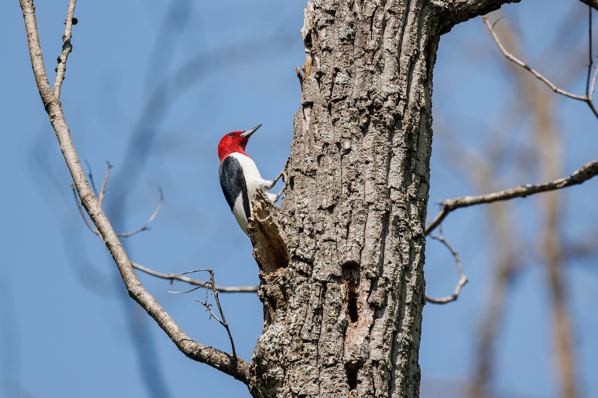 Red-headed Woodpecker - Leena M