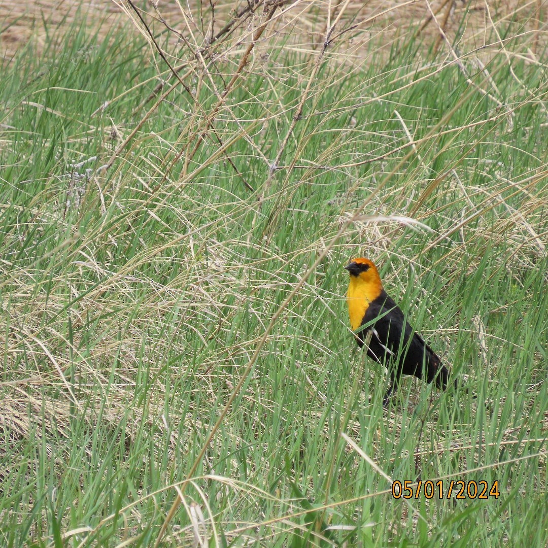 Yellow-headed Blackbird - ML618286973