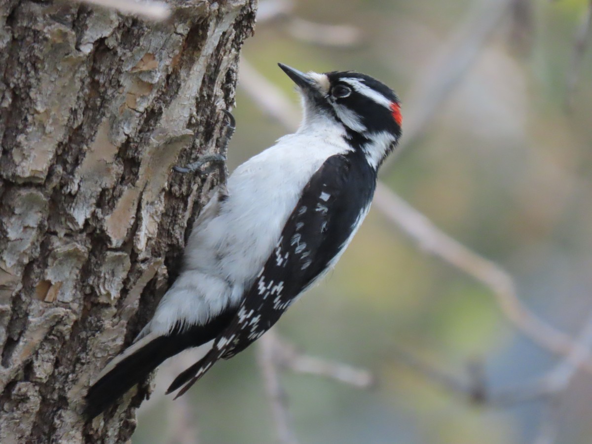 Downy Woodpecker - ML618286993