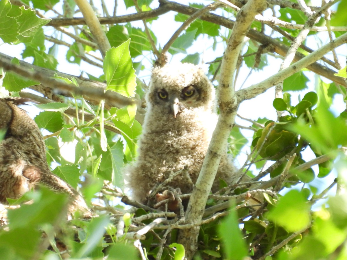 Great Horned Owl - ML618287005