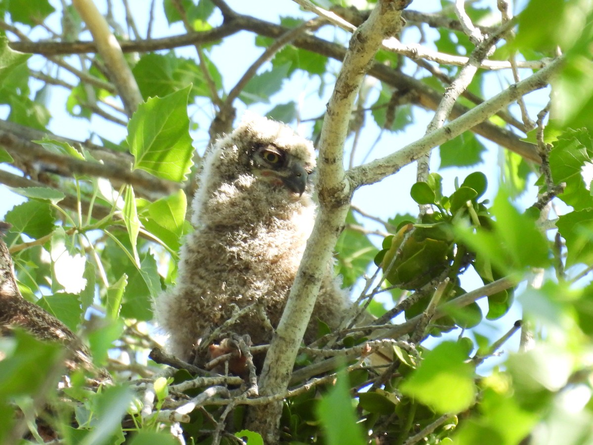Great Horned Owl - ML618287006