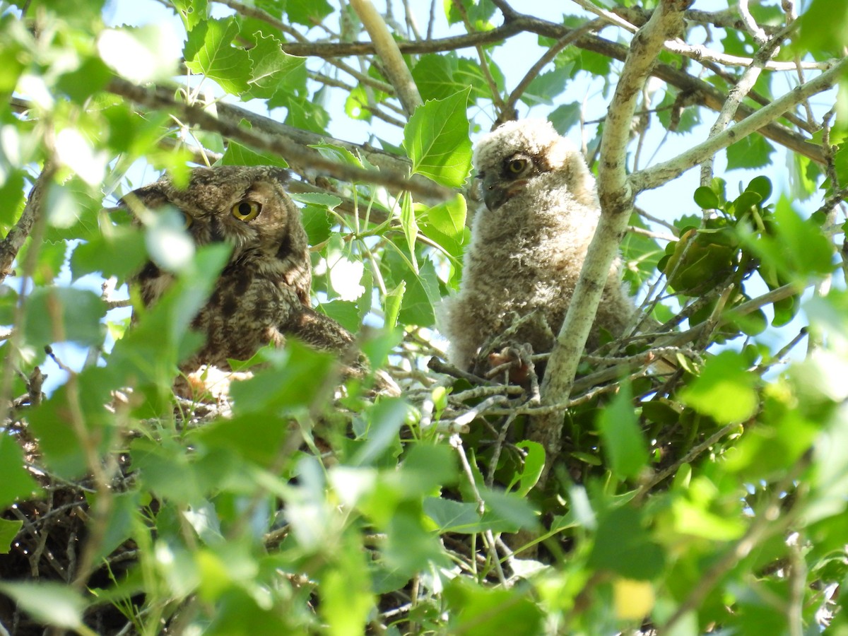 Great Horned Owl - ML618287009