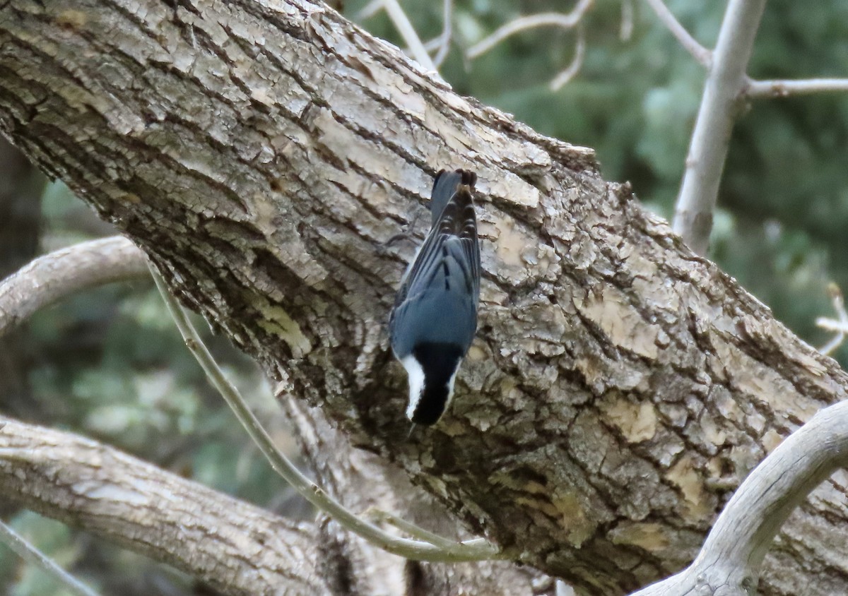 White-breasted Nuthatch - ML618287029