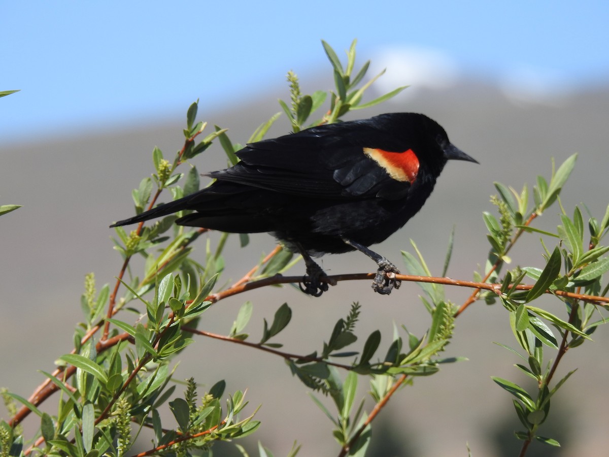 Red-winged Blackbird - ML618287043