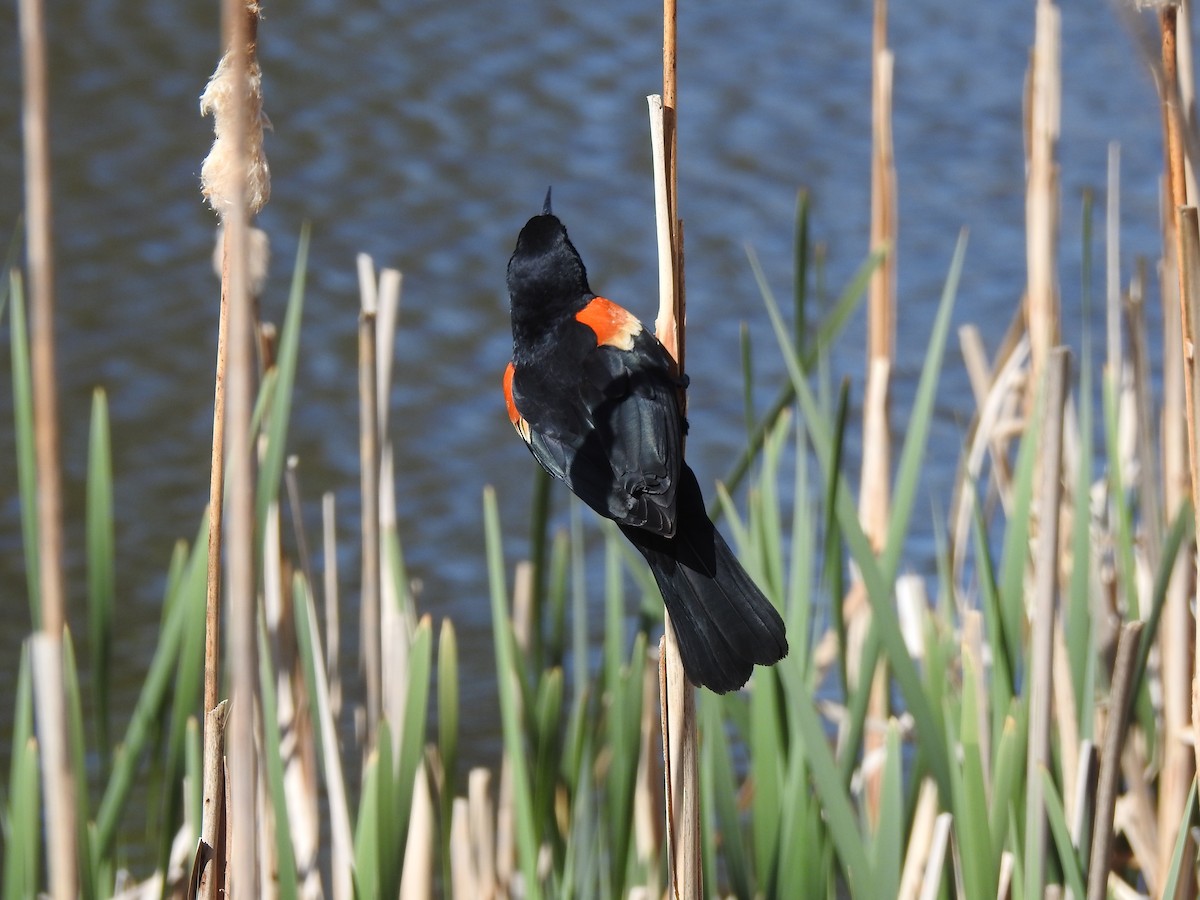 Red-winged Blackbird - Victoria Vosburg