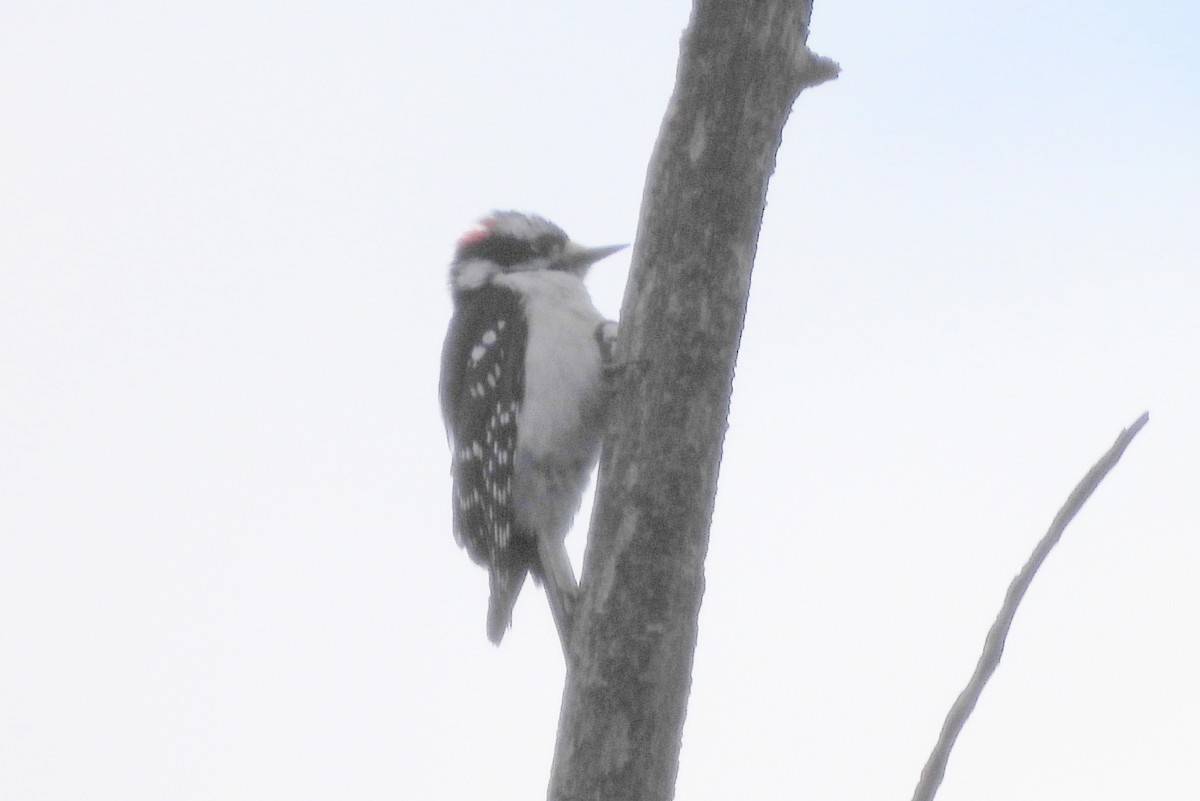 Downy Woodpecker - Diana LaSarge and Aaron Skirvin
