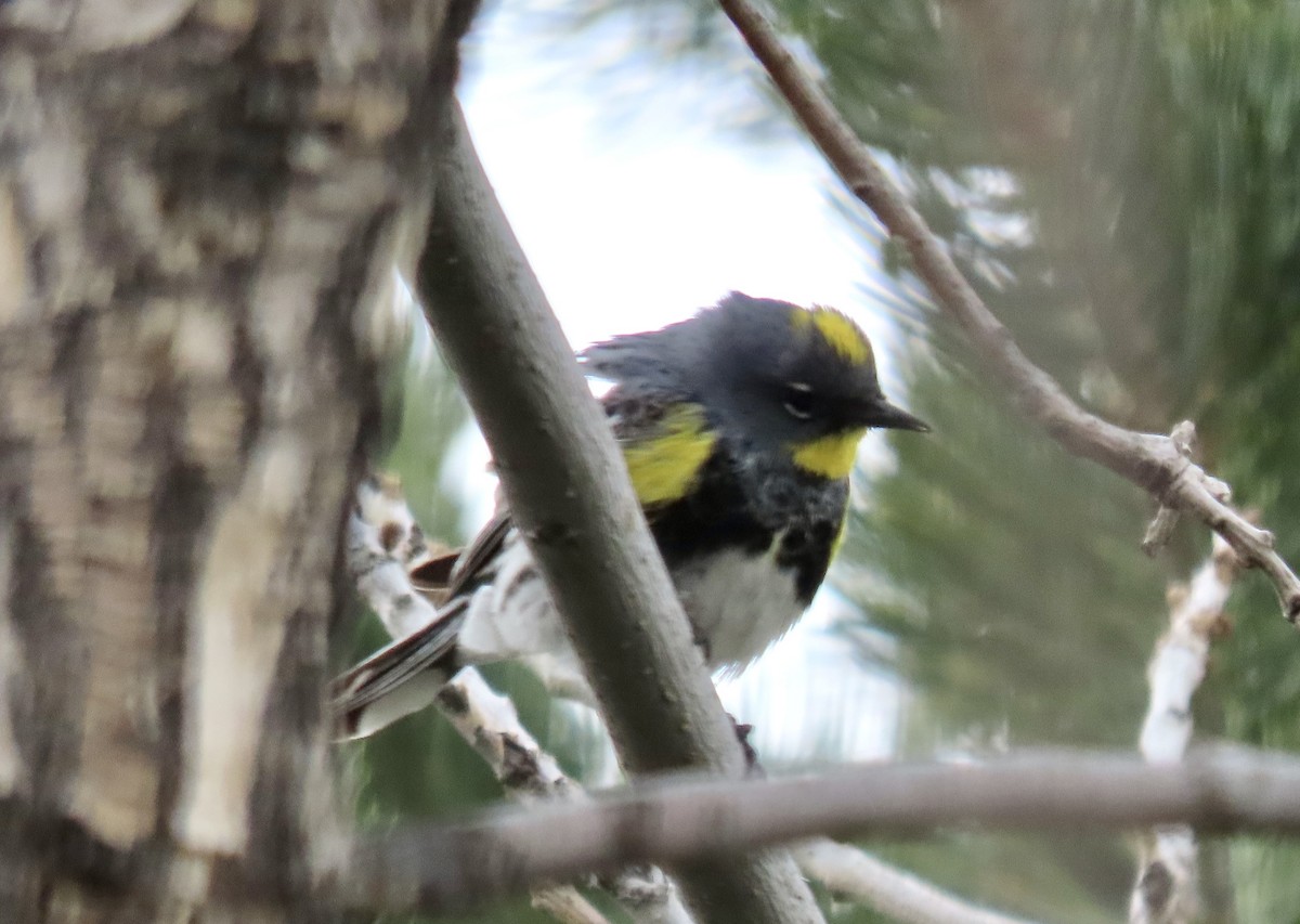 Yellow-rumped Warbler (Audubon's) - ML618287091