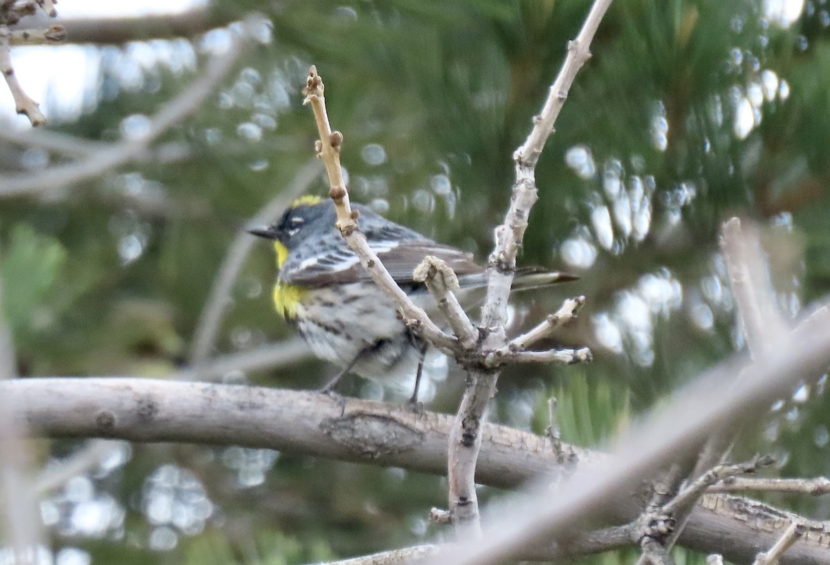 Yellow-rumped Warbler (Audubon's) - ML618287092