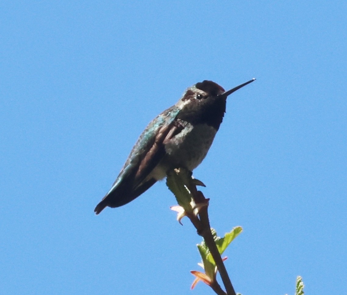 Anna's Hummingbird - ML618287108