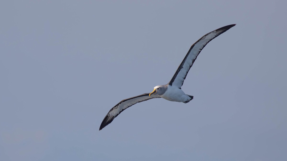 Buller's Albatross - ML618287111